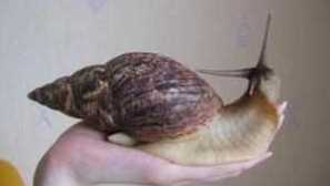 Giant ataktina: sadržaj i briga za puž