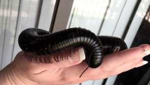 Divovski kivsek ili afrički divovski mulnik