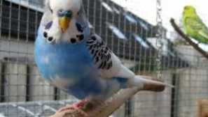 Plavi valovito papagaj i druge boje