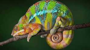 Chameleon: život, stanište, fotografija, vrste, reprodukcija, lov