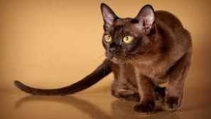 Karakteristike i opis bumanske mačke