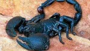 Imperial scorpio: značajke životnog ciklusa