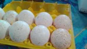 Inkubacija purećih jaja kod kuće