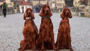 Irski seter - pas iz reklama
