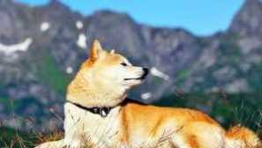 Japanski pas siba inu: standardi, karakter, odgoj