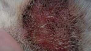 Ekcem kod pasa: liječenje vlažnog ekcema, kako izgleda, razlozi, droga