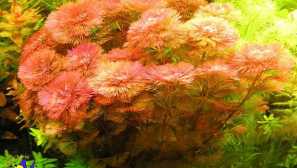 Kabamba voda kabub carolinskaya kabesba reddan