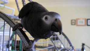 Kako je moja djevojka spasila papagaj od loših vlasnika