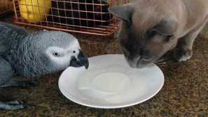 Kao papagaj čitanje mačke