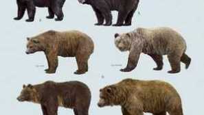 Što su pogledi na medvjede i njihov način života