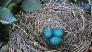 Koje su ptice plave i zelena jaja