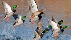 Što ptice lete u proljeće