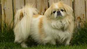 Koji psi rastu brže