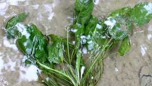 Kalaboa, taralang, laving ili jednostavno u obliku stanja (ottelia alismoides)