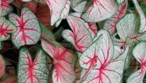 Kaladija. Kućna njega