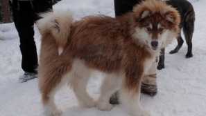 Kanadski pas eskimo: povijest i karakter pasmine