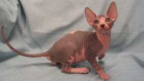 Mačke kanadskih sphynx: karakteristike i fotografije