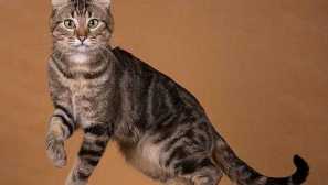 Mačke s okruglim ušima - popis pasmina i njihove značajke