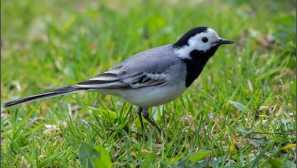 Kozje, tresući, cjepivo i 7 ptica: za ono što zasluge dobivaju svoja imena