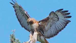 Krasnoshvosta sarych