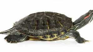 Crvena kornjača: sadržaj, uzgoj, opis, hranjenje, fotografija, video, skrb