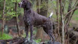 Kurzhaar - hunter-avanturist s inteligentnim izgledom