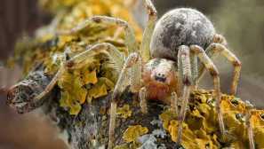 Labirint pauk ili agelena mabyrinth