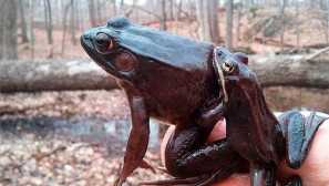 Šumski žaba
