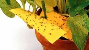 Glavni alati iz komaraca za djecu