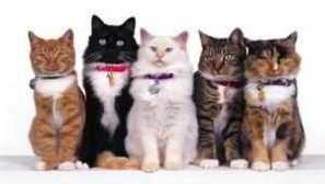 Maxdin za mačke upute za uporabu