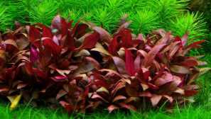 Metode rastućih akvarijskih biljaka