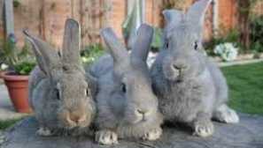 Misotatoza u zečevima: simptomi i liječenje kod kuće