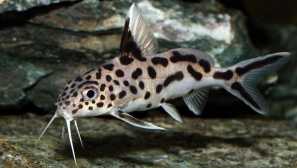 Multi-krava (sinodontis multinktatus, sinodontis multinktata)