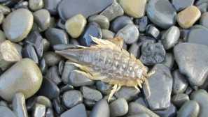 Morski žoharac, poput kuhinje, svejedi i neugodnog!