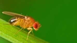 Moshki na sadnicima: uzroci izgleda i metode oslobođenja