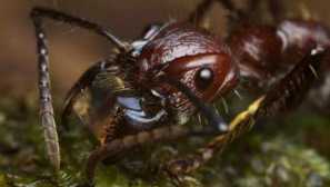 Man metak u kojem živi i što je pokreće, glavni neprijatelji u prirodnom okruženju
