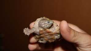 Mosky turtle: sadržaj i njegu, opis, reprodukcija, fotografija.