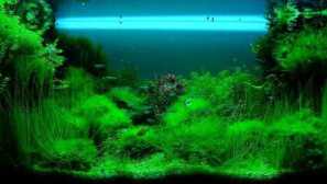 Prolazak iz nožarika ili onoga što se nadamo prije nego što morate početi akvarij.