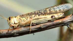 Insekti i njihova poznanstva 6, 2014