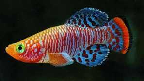 Notobranchius rakhova