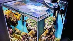 Akvarij pregled aqueel nanoreef duo