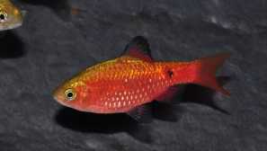 Vatra barbus: sadržaj, reprodukcija, kompatibilnost, fotografija