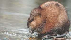 Muskrat