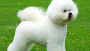 Opis psa pasmina bishon frifi