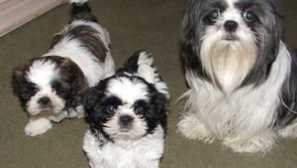 Opis pasmine pasa shi-tzu i fotografiju sranja