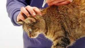 Ogrlice za pse iz krpelja i buha