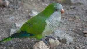 Značajke papiga kvekera