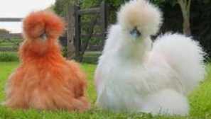 Značajke pasmine kineske svilene piletine