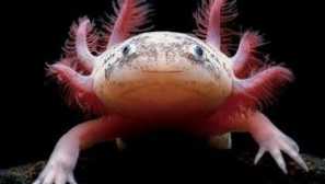 Značajke sadržaja na asolotralni: opis i cijena