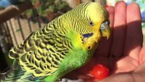 Ono što najčešće umire valovite papige